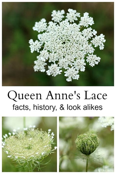 Learn About This Wild Flower Known As Queen Annes Lace Its History
