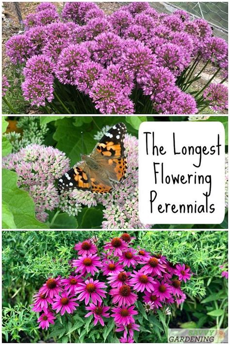 Check spelling or type a new query. 10 of the Longest Flowering Perennials for Your Garden in ...