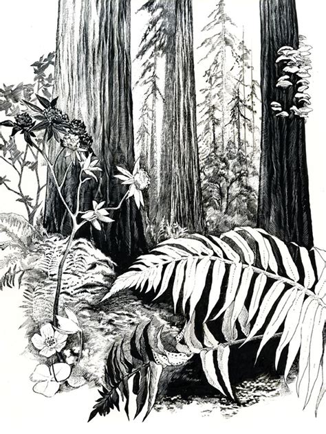 Redwood Forest Landscape Pencil Drawings Pen Art Drawings Landscape