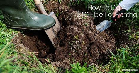 Digging A Hole How To Dig A 10 Hole For Planting