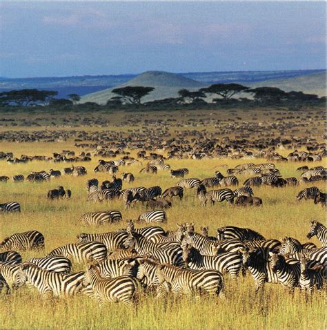 How Far Is It From The Serengeti To The Ngorongoro Crater
