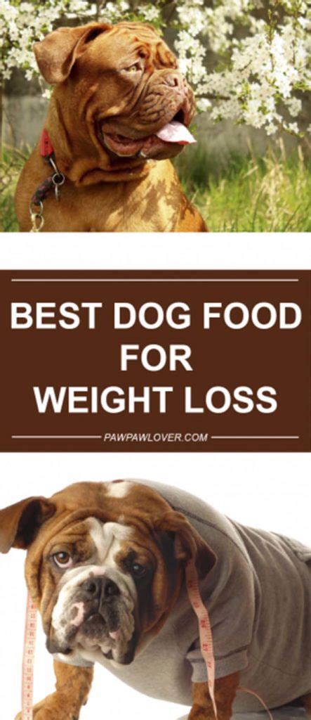 Look for a dog food with around 30% protein. Best Diet Dog Food For Weight Loss 2019 - Low Calorie Dog Food