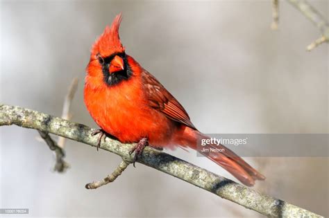 Northern Cardinal High Res Stock Photo Getty Images