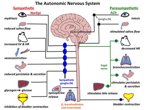 Autonomic Nervous System Introduction Types And Dysfunction