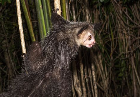 All it took for aambala was a month. Aye-Aye - New England Primate Conservancy