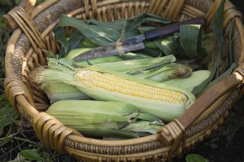 How do you cook corn in a casserole? Get Corny This Summer With These 6 Yummy Corn Recipes ...