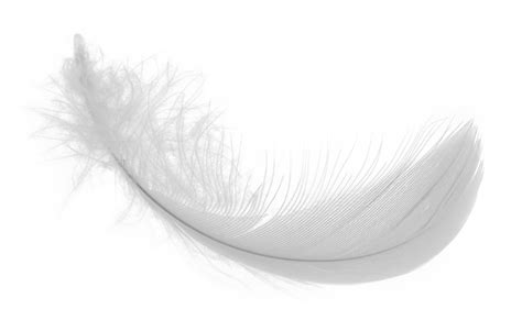 White Feather Png Download Image Png Arts