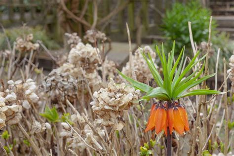 Crown Imperial Flower Blooming In Spring Stock Photo Image Of Windy