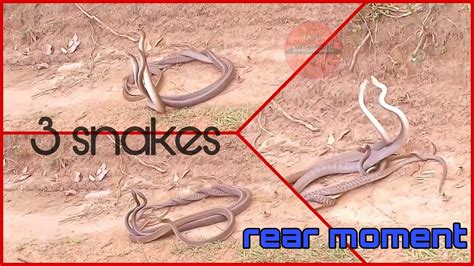 Snake Having Sex Snake Fight Battle Youtube