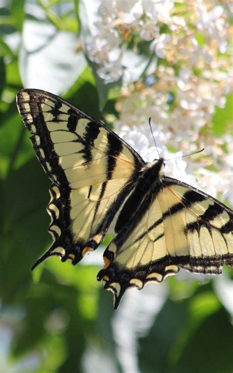 Swallowtail Butterfly Iphone Wallpapers