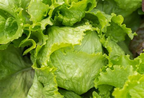 Lettuce Nutrition Health Benefits And Facts Times Foodie