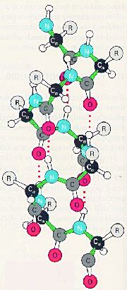 The covalent bond between the amino acids is called a peptide bond and, for this reason, long chains of covalently bonded amino acids are called polypeptides. The Structure of the polypeptide