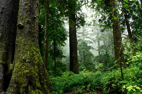 Late Successional Mixed Conifer Forests Oregon Conservation Strategy