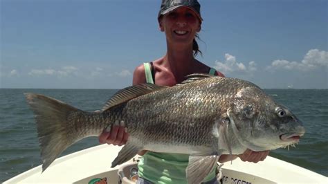 Sea Fishing 40lb Black Drum Saltwater Fishing Texas The Fish Locker