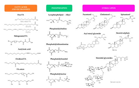 Chemical Structures Of The Different Lipid Classes Isolated From