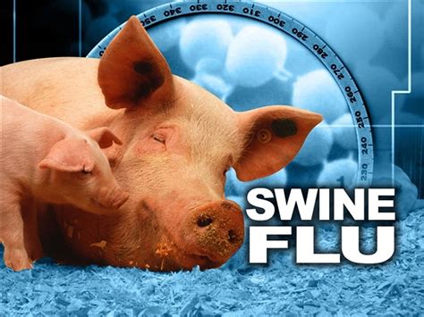 Swine Flu H1n1 Virus Symptoms Vaccine Treatment