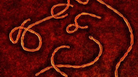 Both viruses are native to africa,. 6 Things You Might Not Know About Ebola | Mental Floss