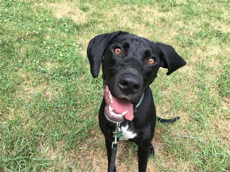 She is raised with children and is played with daily. German Shorthaired Pointer Mix With Lab - petfinder