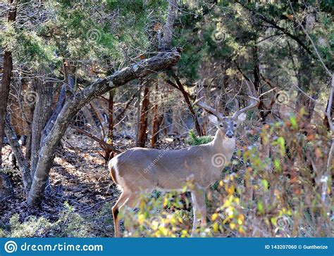 Handsome Whitetail Deer Buck Is Shown Standing In Wooded Terrain