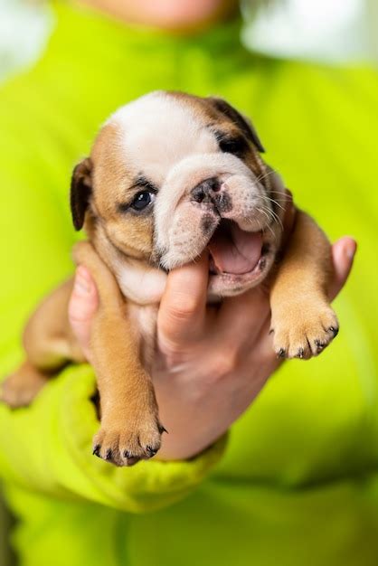 Premium Photo Small Little English Bulldog Puppy Baby Newborn In