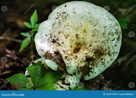 White Fungi Growing On The Forest Floor Stock Photo Image Of White