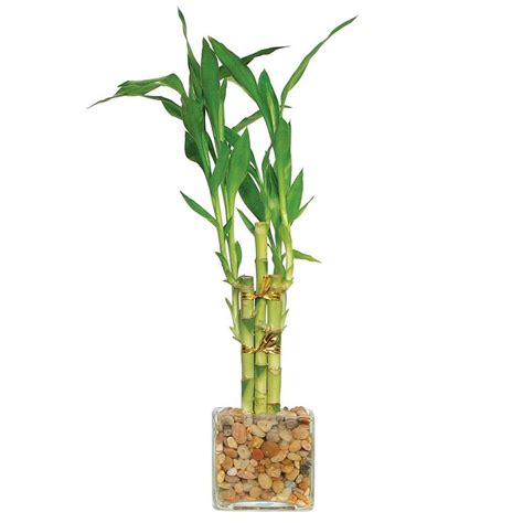 Brussels Bonsai 10 Inch Lucky Bamboo Stalks In Clay Planter Dt0141lb5