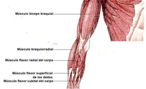 Anatomia De Los Musculos Del Brazo Y Antebrazo Abc Fichas Otosection