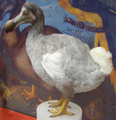 Dodo Oiseau Vikidia Lencyclopédie Des 8 13 Ans