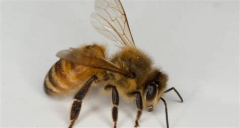 Boost For Bee Sting Vaccine South Australia Club International