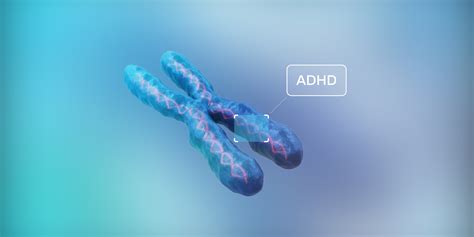 Adhd Genetics Explained How Its Passed On Through Generations
