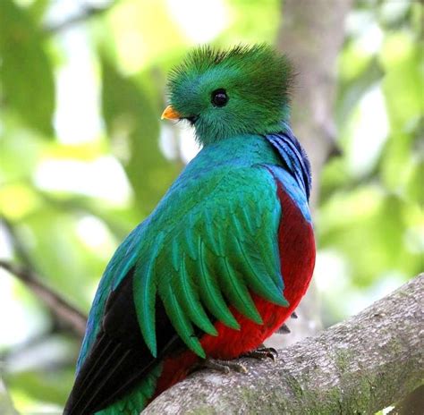 Baby Quetzal Pássaros Coloridos Aves Pássaros