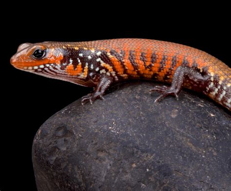 African Fire Skink A Bright And Colorful Reptile