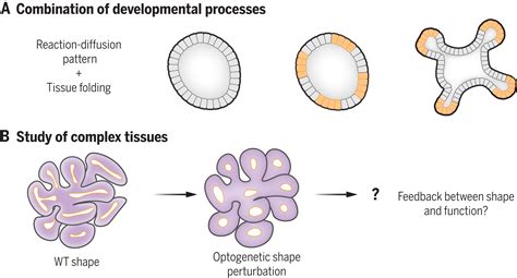 Scaling Up Complexity In Synthetic Developmental Biology Science