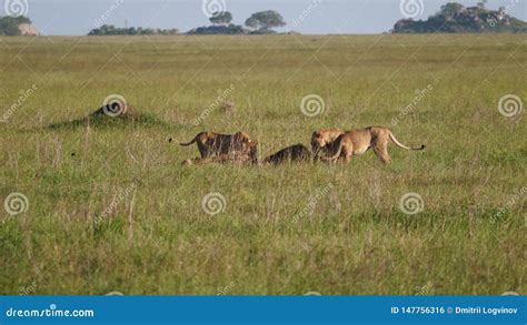 Pride Of Lions Eating Caught Prey In The African Savanna Wildlife Of