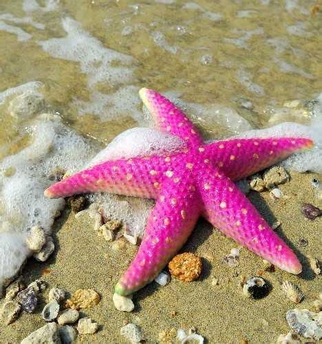 Pink Starfish On The Beach Pink Animals Starfish Sea Shells