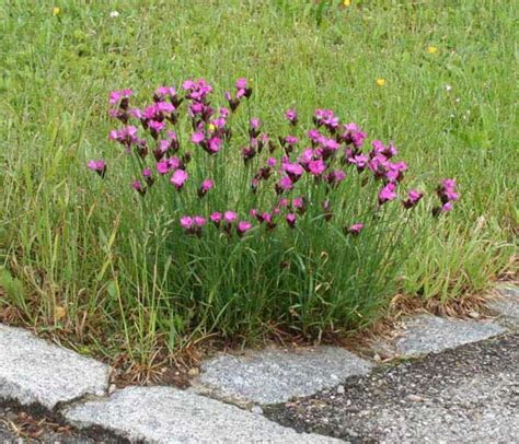 Der kleine schmetterling erreicht eine spannweite von nur etwa 40 millimetern. Monatsbilder 2008 - BUND Naturschutz in Bayern e.V.