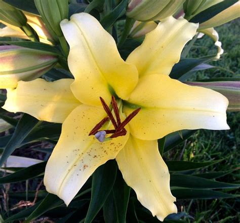 Lily Lilium Yellow Strike In The Lilies Database