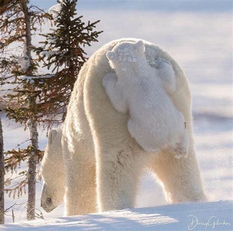 Polar Bear Hugging His Mother Aww