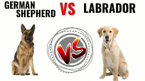 German Shepherd Vs Labrador In Hindi Dog Vs Dog Gsd Vs Lab Youtube