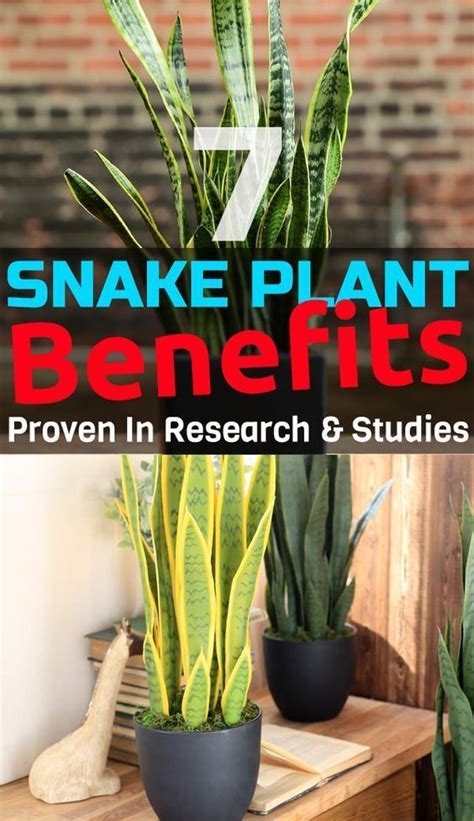 7 Great Snake Plant Benefits Proven In Research And Studies Plant