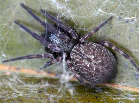 Black House Spider Identification