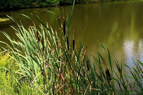 Reed Cattail Plants Free Photo On Pixabay