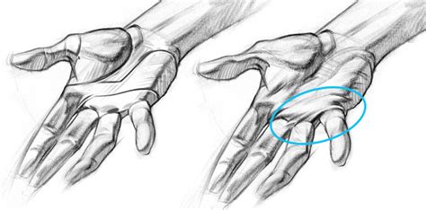Remember to draw in the wrist (both the blue and red portion with the bone hump). How to Draw HANDS - Details for Realistic Hands! | Proko