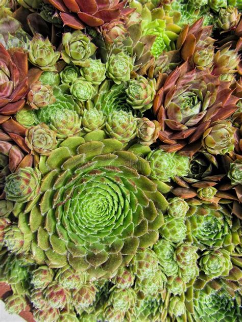 Hens And Chicks Succulent Plants Stock Photo Image Of Colored