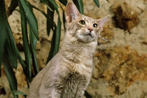 Javanese Cat Everything For Pets All Pets Advisor