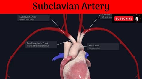 Subclavian Artery Origin Parts Relations Branches Subclavian