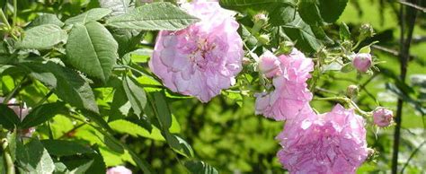 Climber Hybrid Multiflora Rambler Rose Rosa Multiflora Seven Sisters