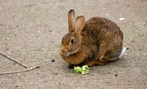 Bunny Rabbit Free Stock Photo Public Domain Pictures