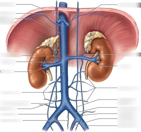 Veins Of The Abdominal And Pelvic Region Diagram Quizlet