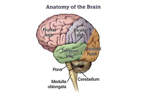 Medulla Oblongata Definition Structure And Functions